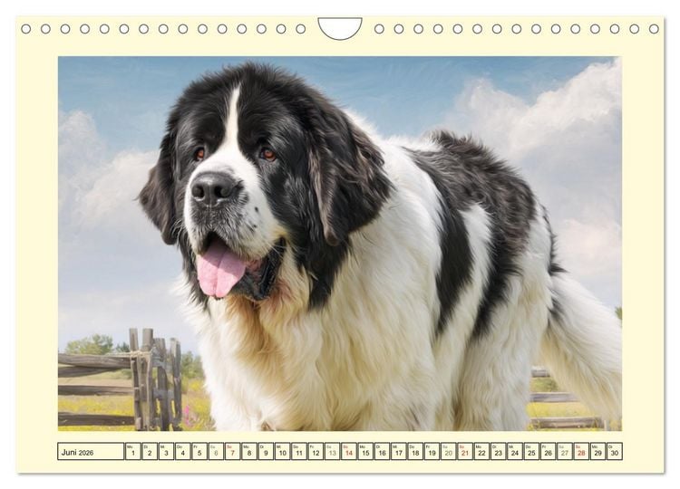 Produktbild: Landseer in der Natur. Majest&auml;tische und sanfte Hundeseelen (Wandkalender 2026 DIN A4 quer), CALVENDO Monatskalender