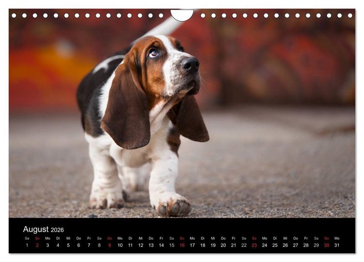 Produktbild: Der Basset, eine LANGE und besondere Liebe (Wandkalender 2026 DIN A4 quer), CALVENDO Monatskalender