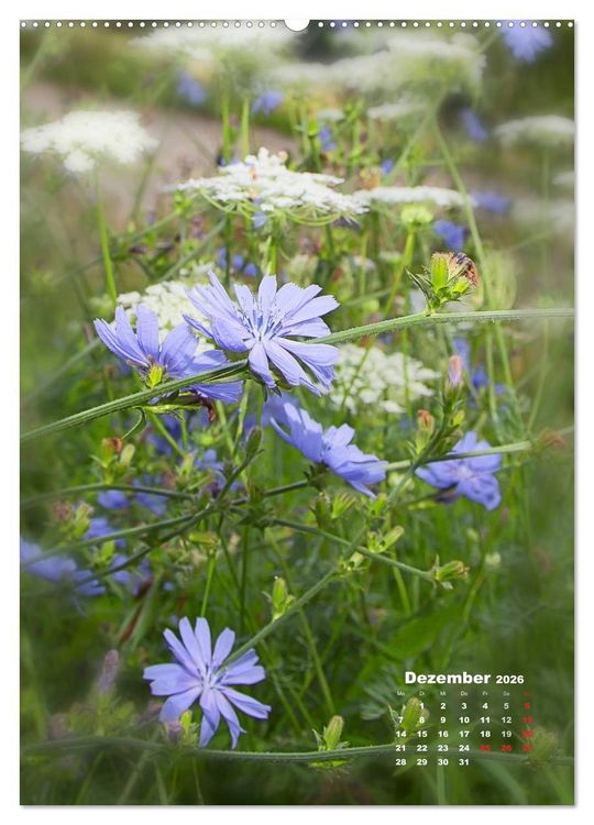 Produktbild: Ein Spaziergang &uuml;ber eine Sommerwiese (Wandkalender 2026 DIN A2 hoch), CALVENDO Monatskalender