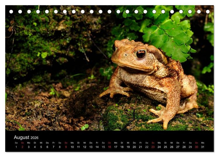 Produktbild: Fr&ouml;sche (Tischkalender 2026 DIN A5 quer), CALVENDO Monatskalender