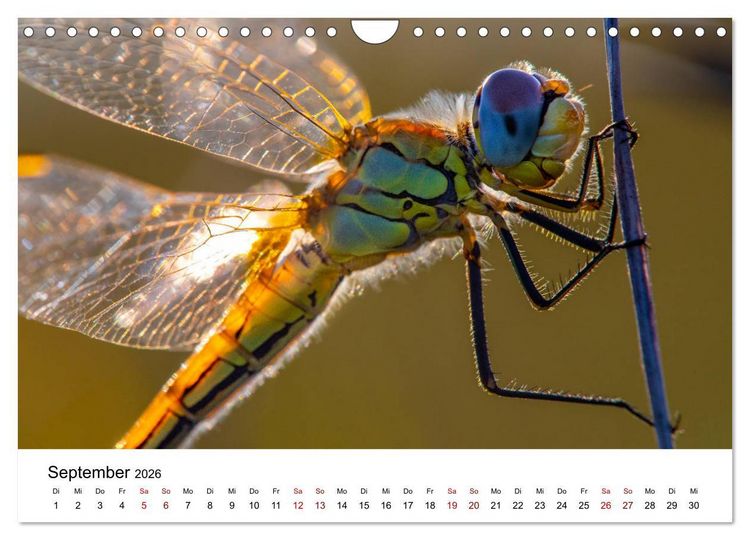 Produktbild: Oberbayerischer Insekten Kalender (Wandkalender 2026 DIN A4 quer), CALVENDO Monatskalender