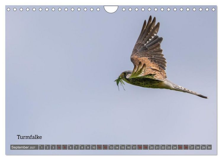 Produktbild: Vogelfotografie aus dem Norden (Wandkalender 2027 DIN A4 quer), CALVENDO Monatskalender