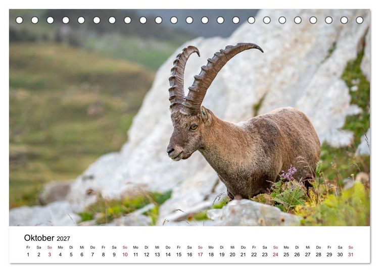 Produktbild: Steinb&ouml;cke - Eindr&uuml;ckliche K&ouml;nige der Alpen (Tischkalender 2027 DIN A5 quer), CALVENDO Monatskalender