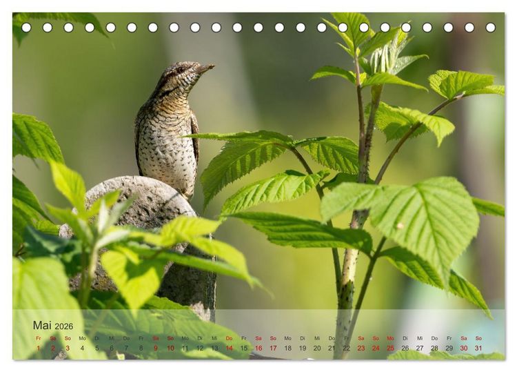 Produktbild: Fantastische Vogelwelt Slowenien (Tischkalender 2026 DIN A5 quer), CALVENDO Monatskalender