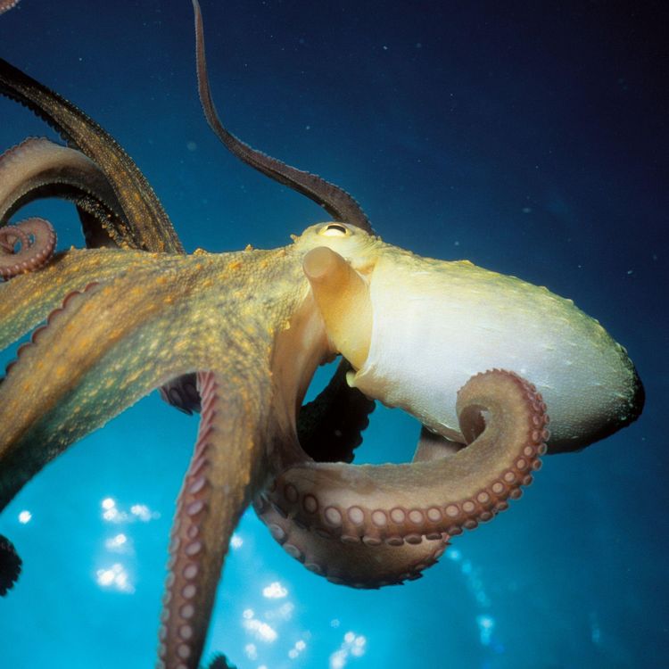 Produktbild: Meerestiere / Sea Creatures 2027