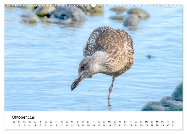Produktbild: Wasserv&ouml;gel der Ostsee - Impressionen aus der L&uuml;becker Bucht (Wandkalender 2026 DIN A2 quer), CALVENDO Monatskalender