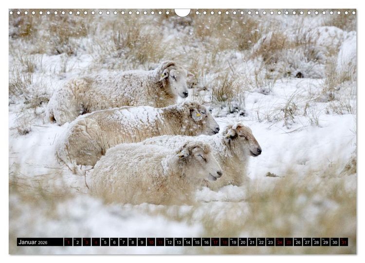 Produktbild: Schafe auf Sylt (Wandkalender 2026 DIN A3 quer), CALVENDO Monatskalender