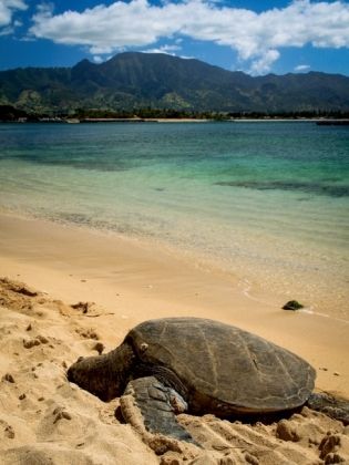 Produktbild: Hawaiian Green Sea Turtle - Oahu (Puzzle)