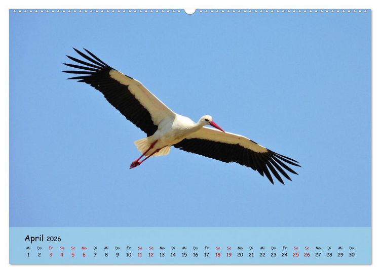 Produktbild: Faszination Zugv&ouml;gel - Rekorde in der Vogelwelt (hochwertiger Premium Wandkalender 2026 DIN A2 quer), Kunstdruck in Hochglanz