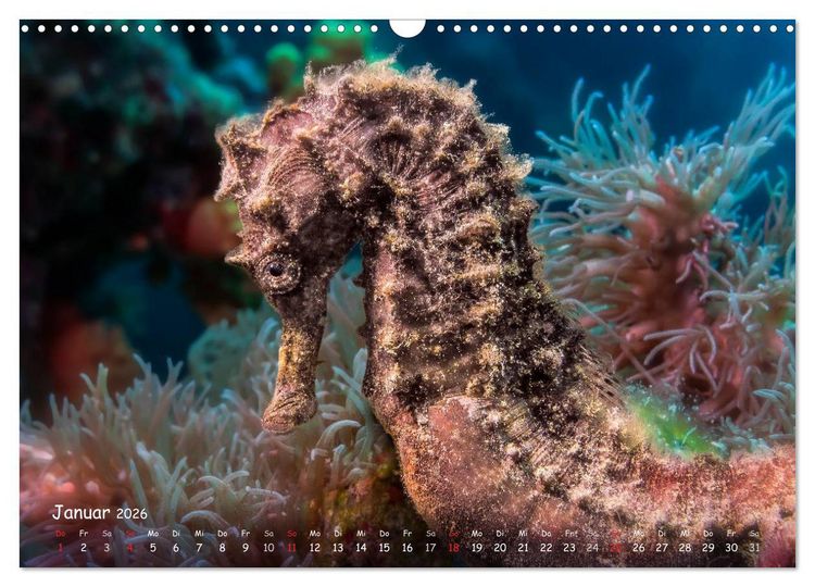 Produktbild: Hippocampus oder einfach nur Seepferdchen (Wandkalender 2026 DIN A3 quer), CALVENDO Monatskalender