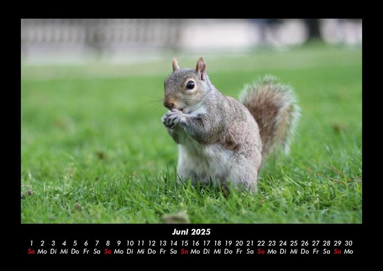 Produktbild: Waldbewohner 2025 Fotokalender DIN A3