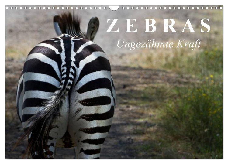 Produktbild: Zebras - Ungez&auml;hmte Kraft (Wandkalender 2026 DIN A3 quer), CALVENDO Monatskalender