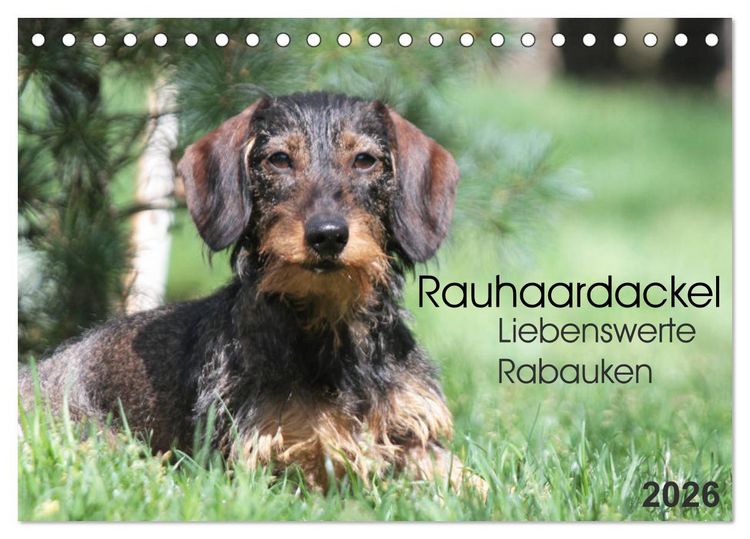 Produktbild: Liebenswerte Rabauken - Rauhaardackel (Tischkalender 2026 DIN A5 quer), CALVENDO Monatskalender