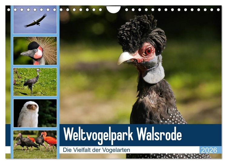 Produktbild: Weltvogelpark Walsrode - Die Vielfalt der Vogelarten (Wandkalender 2026 DIN A4 quer), CALVENDO Monatskalender