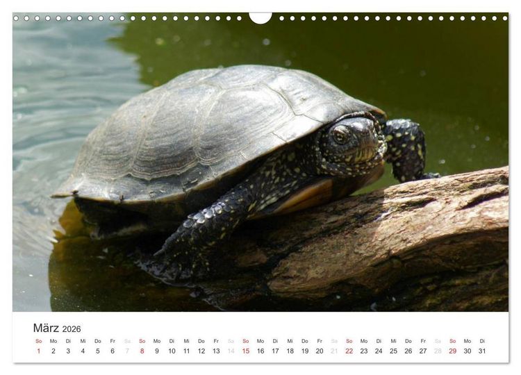 Produktbild: Das Leben der Reptilien (Wandkalender 2026 DIN A3 quer), CALVENDO Monatskalender