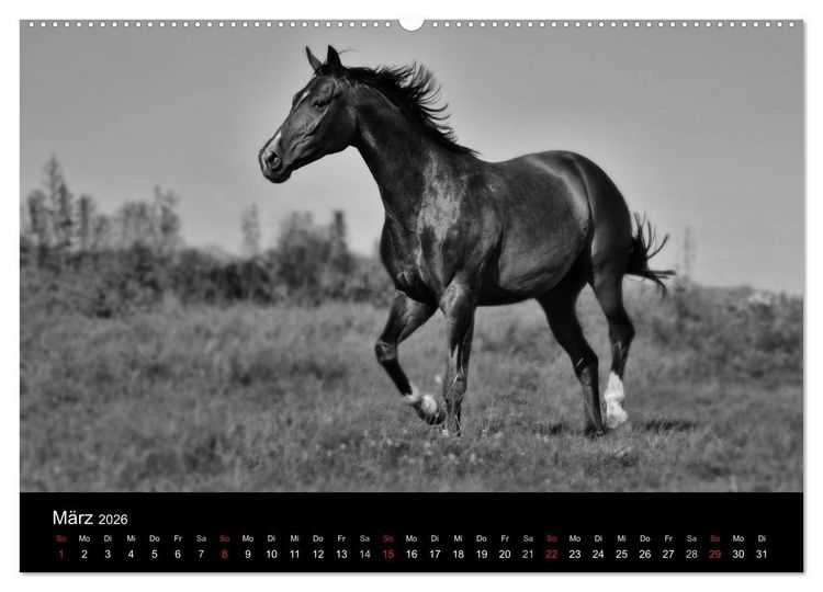 Produktbild: Pferde 2026 Wild Thing (Wandkalender 2026 DIN A2 quer), CALVENDO Monatskalender