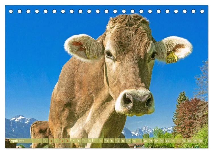 Produktbild: Kuh-Idylle: Suchen Sie die Ruhe in der Natur? (Tischkalender 2026 DIN A5 quer), CALVENDO Monatskalender