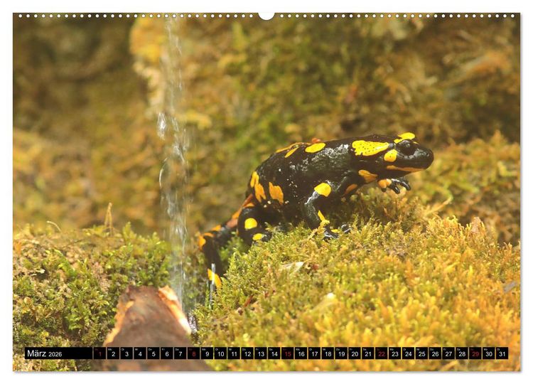 Produktbild: Im Revier der Salamander (hochwertiger Premium Wandkalender 2026 DIN A2 quer), Kunstdruck in Hochglanz