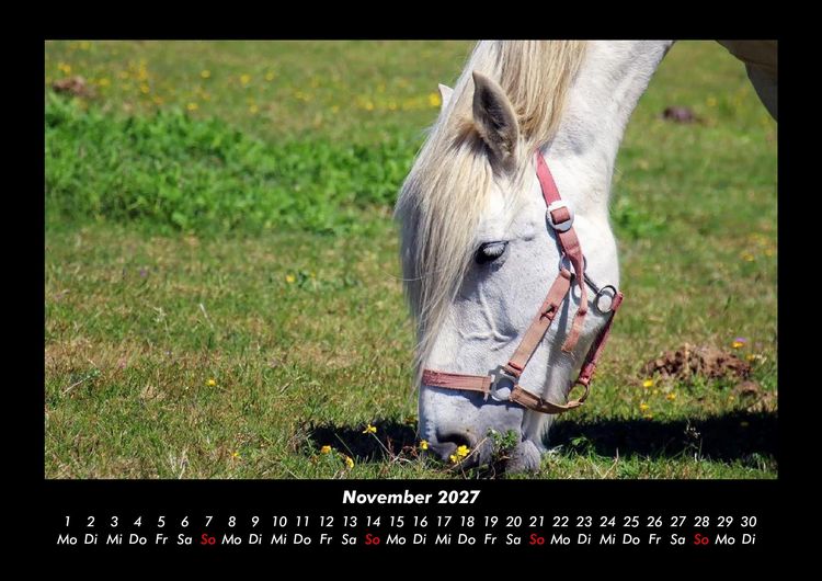 Produktbild: Die Welt der Pferde 2027 Fotokalender DIN A3