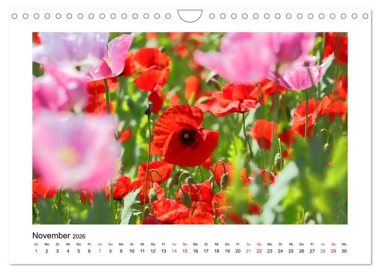 Produktbild: Mohn, zarte Bl&uuml;ten, starke Farben (Wandkalender 2026 DIN A4 quer), CALVENDO Monatskalender