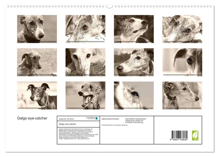 Produktbild: Galgo eye-catcher (hochwertiger Premium Wandkalender 2026 DIN A2 quer), Kunstdruck in Hochglanz