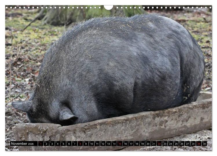 Produktbild: Der Schweinekalender (Wandkalender 2026 DIN A3 quer), CALVENDO Monatskalender