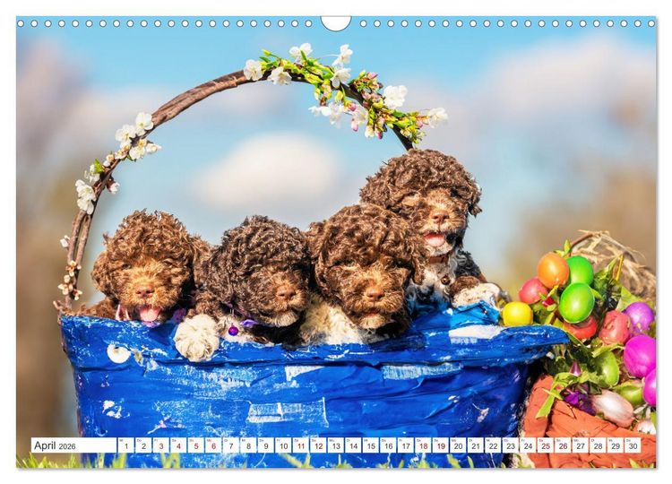 Produktbild: Lagotto Romagnolo Welpen - Sieben kleine Weltentdecker auf gro&szlig;er Fahrt (Wandkalender 2026 DIN A3 quer), CALVENDO Monatskalender