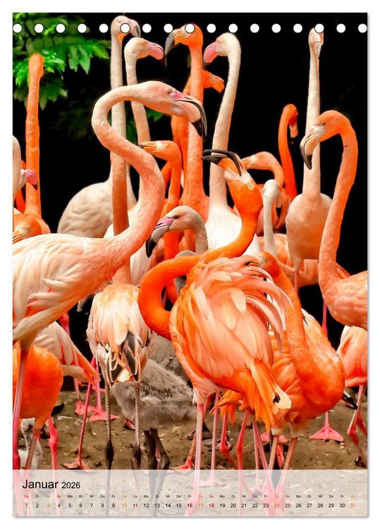 Produktbild: Flamingos - Eleganz und Sch&ouml;nheit (Tischkalender 2026 DIN A5 hoch), CALVENDO Monatskalender