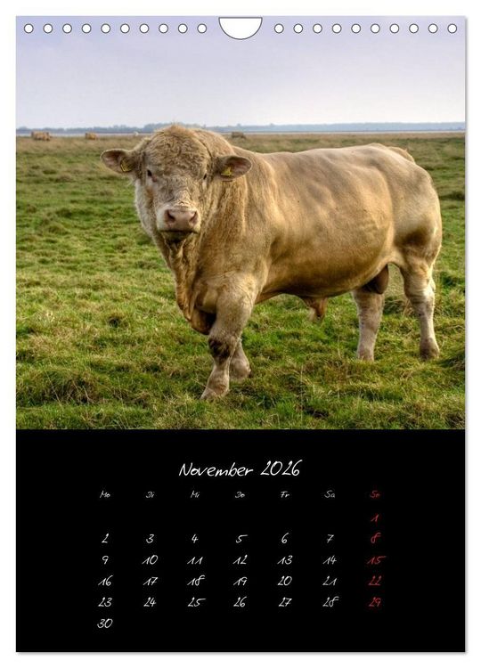 Produktbild: Tiere (Wandkalender 2026 DIN A4 hoch), CALVENDO Monatskalender