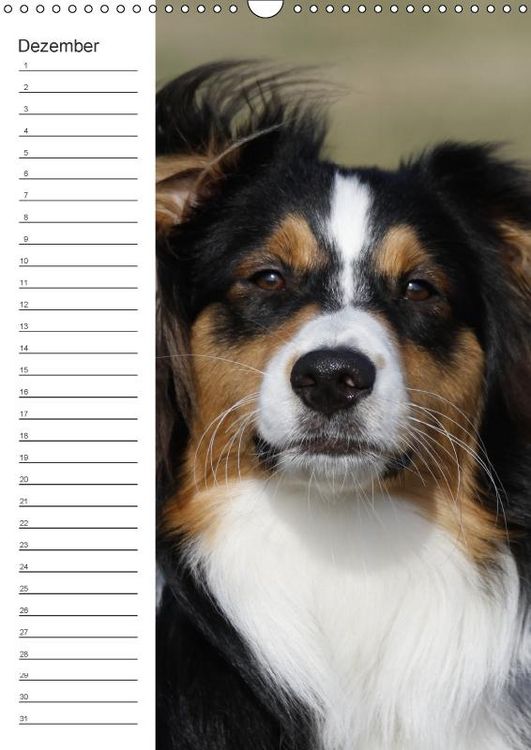 Produktbild: Der Aussie - Geburtstagskalender (Wandkalender immerw&auml;hrend DIN A3 hoch)