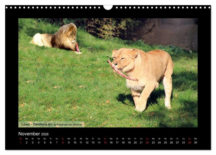 Produktbild: Wildtiere (Wandkalender 2026 DIN A3 quer), CALVENDO Monatskalender