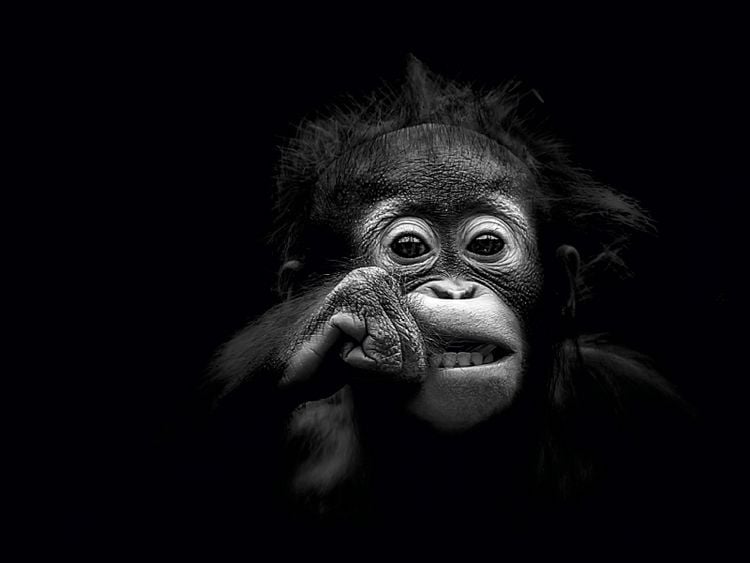 Produktbild: CALVENDO Puzzle Junger Orang Utan 1000 Teile Puzzle quer | 1000 Teile Lege-Gr&ouml;&szlig;e 64 &times; 48 cm Foto-Puzzle f&uuml;r gl&uuml;ckliche Stunden