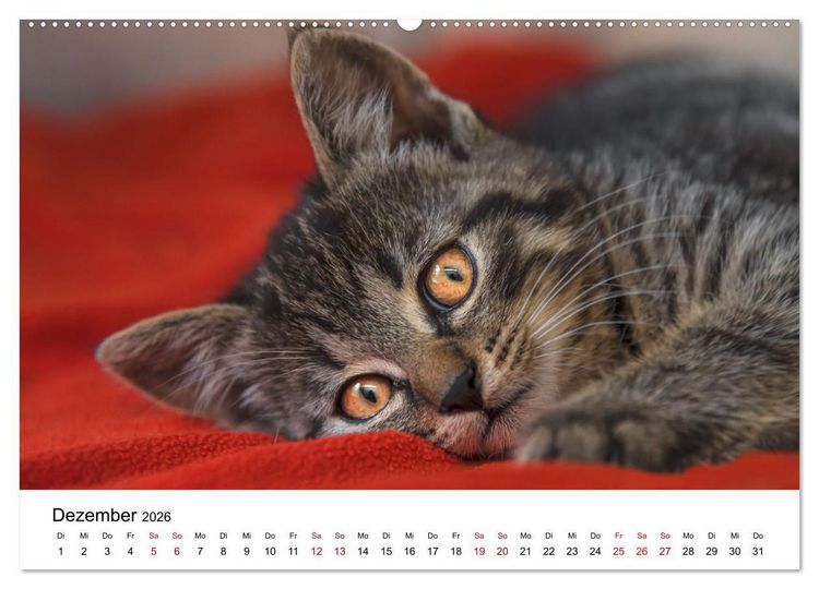 Produktbild: Katzenbabys (Wandkalender 2026 DIN A2 quer), CALVENDO Monatskalender