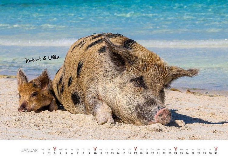 Produktbild: Schweine Kalender 2027