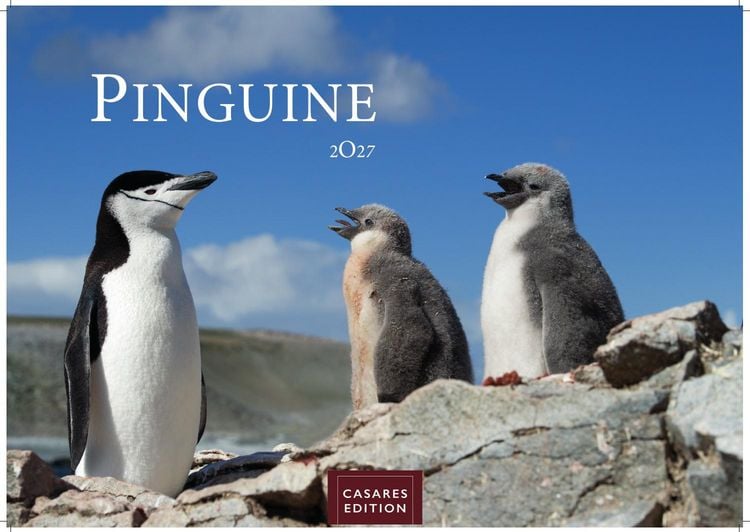 Produktbild: Pinguine Kalender 2027 &ndash; Wandkalender | Fotokalender Tierkalender 24x35cm | . mit niedlichen Pinguin-Motiven im antarktischen Lebensraum.