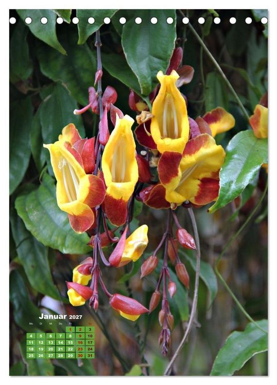 Produktbild: Madeiras Flora. Wundersame Wildblumen und exotische Geh&ouml;lze (Tischkalender 2027 DIN A5 hoch), CALVENDO Monatskalender