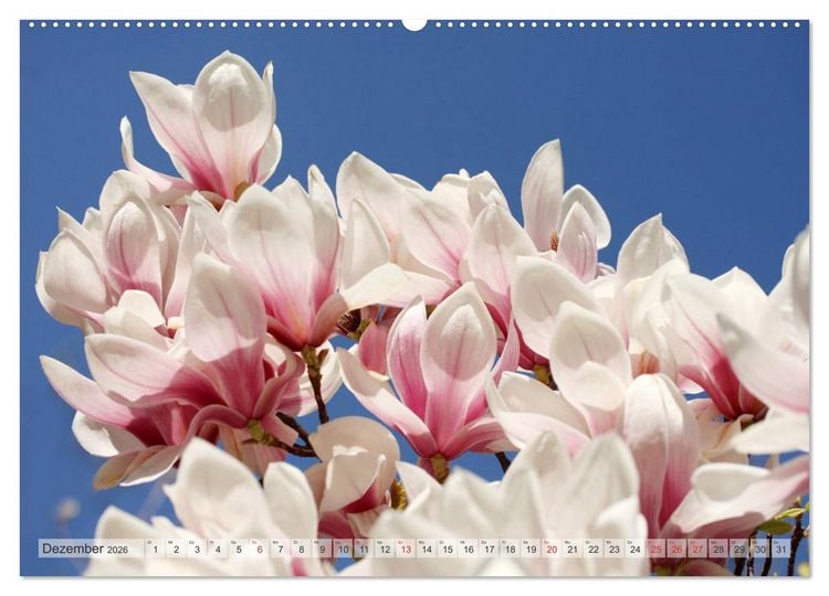 Produktbild: Magnolien Ein Bl&uuml;tenrausch (Wandkalender 2026 DIN A2 quer), CALVENDO Monatskalender