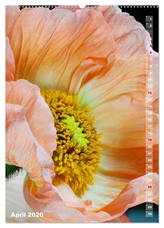 Produktbild: Mohn - Ein Bl&uuml;tentraum (hochwertiger Premium Wandkalender 2026 DIN A2 hoch), Kunstdruck in Hochglanz