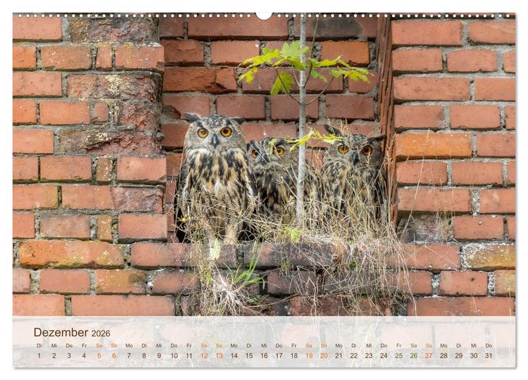 Produktbild: Uhu Highlights (Wandkalender 2026 DIN A2 quer), CALVENDO Monatskalender