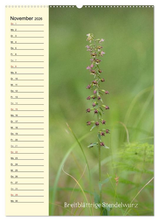 Produktbild: Wildwachsende Orchideen in Bayern (hochwertiger Premium Wandkalender 2026 DIN A2 hoch), Kunstdruck in Hochglanz