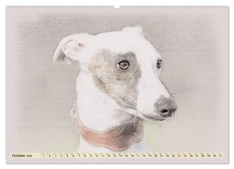 Produktbild: Whippets 2026 (High Quality Premium Wall Calendar 2026 DIN A2 landscape),CALVENDO 12 Month Wall Calendar