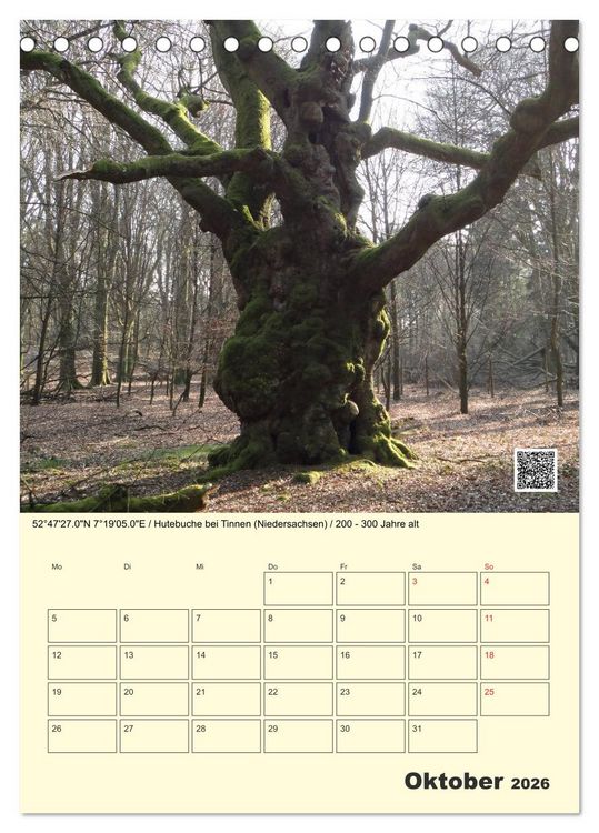 Produktbild: Uralt - Mit QR-Code und GPS zu alten B&auml;umen (Tischkalender 2026 DIN A5 hoch), CALVENDO Monatskalender