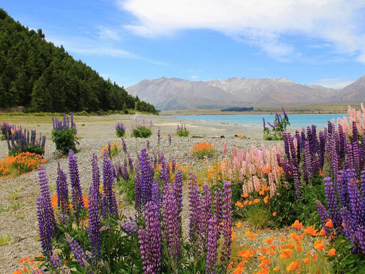 Produktbild: CALVENDO Puzzle Lake Tekapo | 1000 Teile Lege-Gr&ouml;&szlig;e 64x48cm Foto-Puzzle f&uuml;r gl&uuml;ckliche Stunden