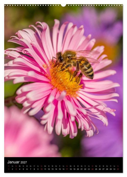Produktbild: Bienenkalender (Wandkalender 2027 DIN A2 hoch), CALVENDO Monatskalender