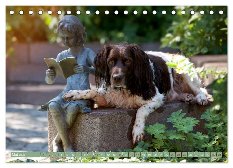 Produktbild: Passion Jagdhund - Kleiner M&uuml;nsterl&auml;nder (Tischkalender 2026 DIN A5 quer), CALVENDO Monatskalender