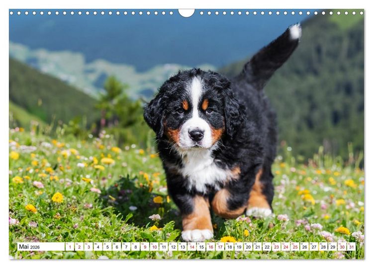 Produktbild: Berner Sennenhunde - Freunde f&uuml;r ein ganzes Leben (Wandkalender 2026 DIN A3 quer), CALVENDO Monatskalender