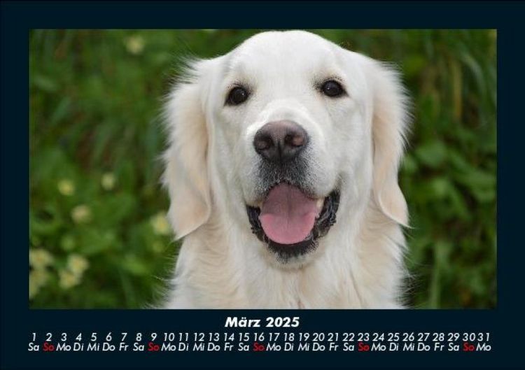 Produktbild: Der Hundekalender 2025 Fotokalender DIN A5