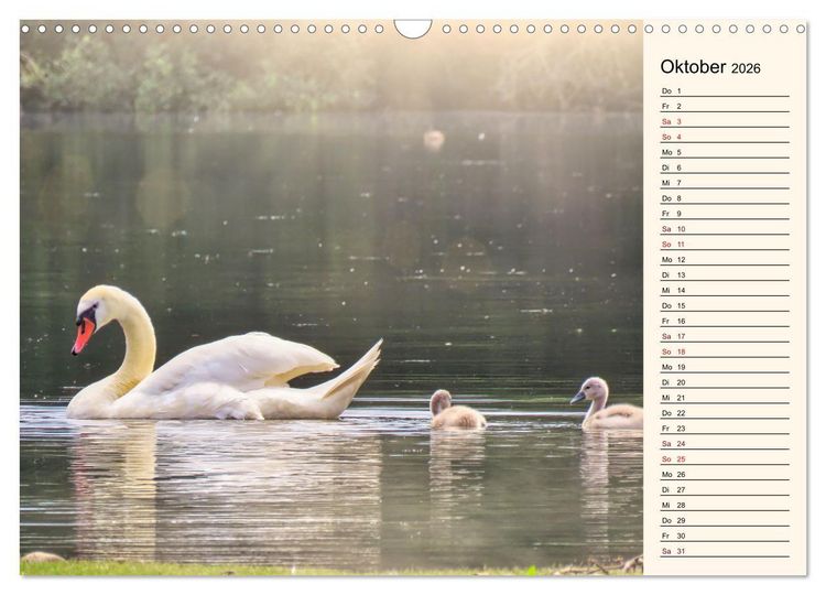 Produktbild: Schwanenzauber (Wandkalender 2026 DIN A3 quer), CALVENDO Monatskalender
