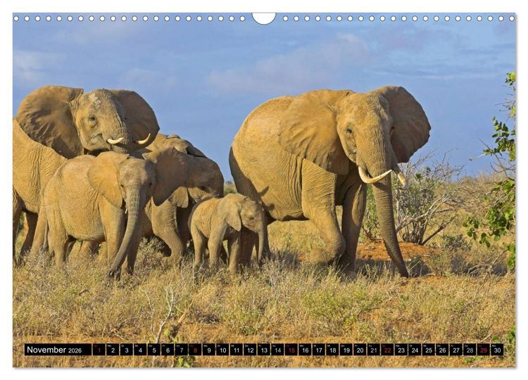 Produktbild: Magie des Augenblicks - Elefanten - Afrikas sanfte Riesen (Wandkalender 2026 DIN A3 quer), CALVENDO Monatskalender