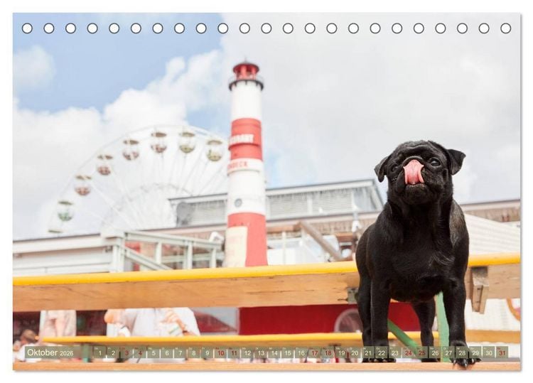 Produktbild: Sylt - Insel der M&ouml;pse (Tischkalender 2026 DIN A5 quer), CALVENDO Monatskalender